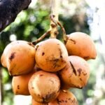 a bunch of fruit hanging from a tree